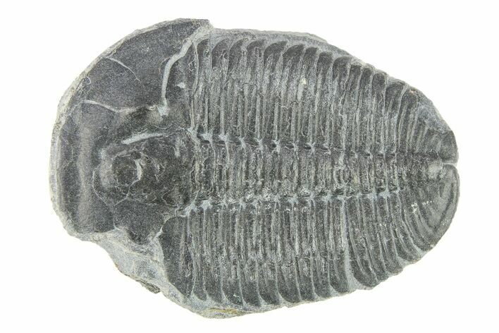 Elrathia Trilobite Fossil - Utah #288959